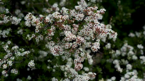 Dark-bees-flying-arround-a-flowering-bush-which-moves-in-the-wind