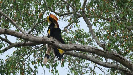 Seen-preening-its-right-wing-and-then-looks-around-while-perched-up-high,-Great-Hornbill-Buceros-bicornis