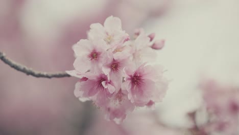 Detailansicht-Der-Sakura-Blüten-Auf-Dem-Baum-Im-Park-In-Tokio,-Japan