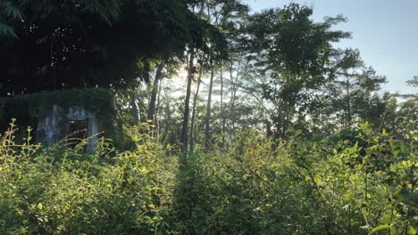 4k-video-Best-Footage-of-Back-yard-with-an-old-ruin-abandoned-building-in-the-forest