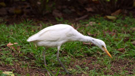 Close-up-shot-of-a-wild-wading-bird,-a-great-egret,-ardea-alba-walking-on-the-forest-ground,-foraging-for-insects,-stalking-its-prey-at-the-park