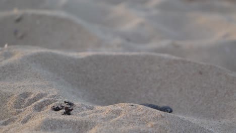 Baby-turtle-waddling-over-sand-mounds-moving-towards-the-water-close-up-shot