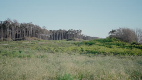 Ausgedehnte-Wiese,-Die-Zu-Einem-Waldrand-Führt,-Unter-Einem-Klaren-Blauen-Himmel-Am-Strand-Von-Ovar,-Portugal