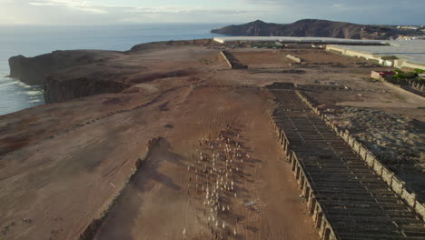 Flying-over-a-flock-of-sheep-and-goats-that-run-through-a-desert-landscape-during-the-sunset