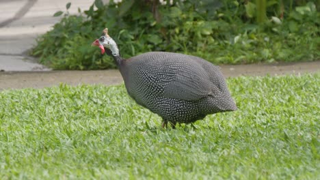 Helmeted-guineafowl-with-its-distinctive-speckled-plumage-and-red-wattle-walks-across-a-lush-green-lawn