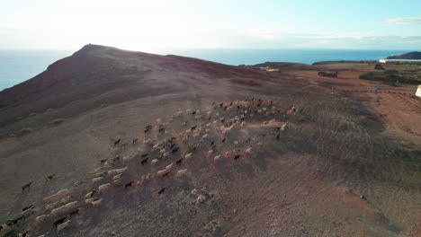 Aerial-view-with-lateral-tracking-of-a-flock-of-sheep-and-goats-that-run-through-a-desert-area,-raising-dirt