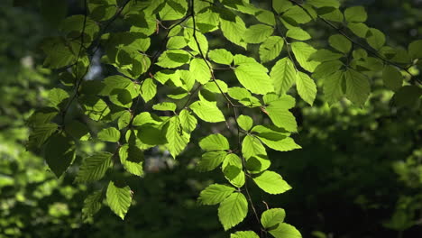 Abendsonne-Wirft-Schatten-In-Gesprenkeltem-Licht-Auf-Das-Frische-Grün-Der-Buchenblätter-In-Einem-Dunklen-Waldgebiet-In-Worcestershire,-England