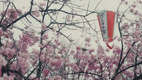 Japanese-Lantern-On-The-Cherry-Blossom-Tree-In-Full-Bloom-In-Tokyo,-Japan