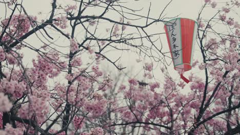 Japanische-Laterne-Auf-Dem-Kirschblütenbaum-In-Voller-Blüte-In-Tokio,-Japan