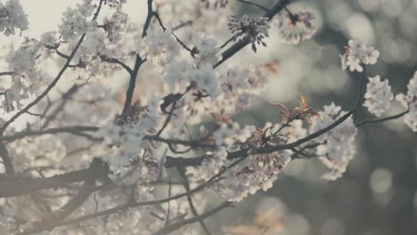 Flores-De-Cerezo-En-Flor-Durante-La-Temporada-De-Primavera-En-Tokio,-Japón.