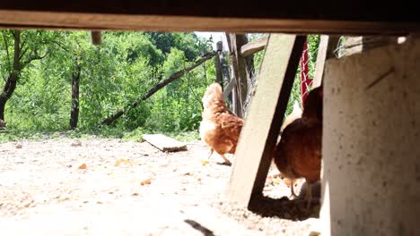 Muchas-Gallinas-Rojas-En-Un-Día-De-Verano-En-El-Pueblo.