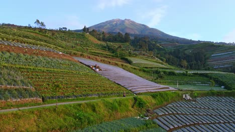 Farmer-walking-on-road-near-plantation-with-mount-Sumbing-in-background,-aerial-view