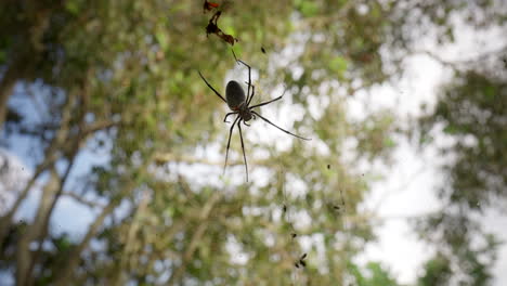 Golden-orb-weaver-moving-around-on-fine-web-in-forest,-upwards-close-up-view