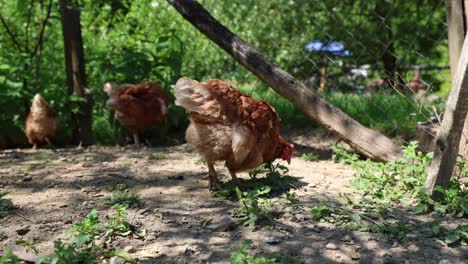 Viele-Rote-Hühner-An-Einem-Sommertag-Im-Dorf