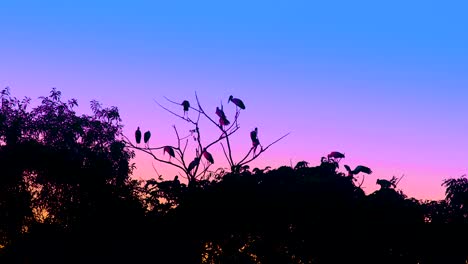 Migratory-birds-resting-on-treetop-at-forest-with-vibrant-twilight-sky-in-Amazonian-region