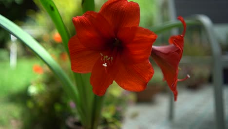 Israelische-Gartenarbeit