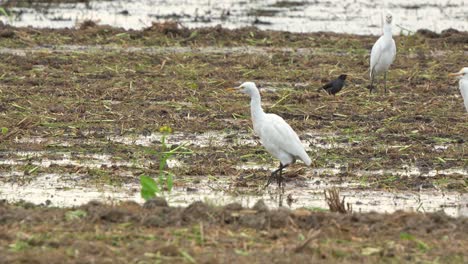 Una-Gran-Garza-Camina-Con-Gracia-A-Través-Del-Paisaje-Agrícola,-Vadeando-Y-Buscando-Cultivos-Caídos-Y-Presas-De-Insectos-En-Los-Arrozales-Cosechados,-Primer-Plano-En-Cámara-Lenta