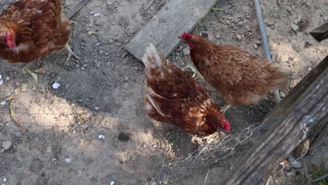 Muchas-Gallinas-Rojas-En-Un-Día-De-Verano-En-El-Pueblo.