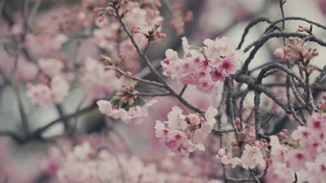 Closeup-Of-Sakura-Trees-With-Pink-Flowers-Blooming-In-Spring-In-Tokyo,-Japan