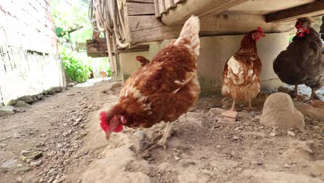 Viele-Rote-Hühner-An-Einem-Sommertag-Im-Dorf