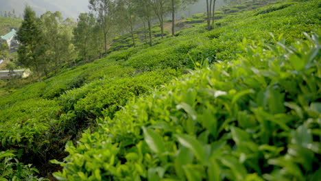 beautiful-tea-plants