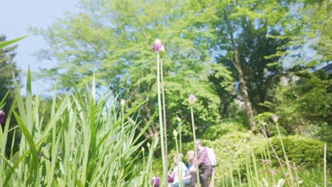 Purple-tulips-in-parkland-with-people-resting-on-seat-out-of-focus-background