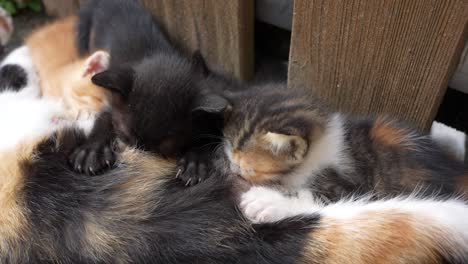 Adorable-kittens-play-and-cuddle-in-a-cozy-outdoor-setting,-close-up-shot