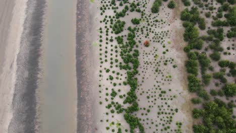 Una-Plantación-De-árboles-Jhau-A-Lo-Largo-De-La-Costa-Arenosa-De-La-Playa-De-Kuakata,-Bangladesh,-Que-Muestra-Los-Esfuerzos-De-Reforestación,-Vista-Aérea.