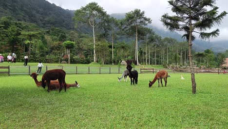 Beautiful-calm-and-peaceful-alpacas-on-farm-with-tropical-mountain-background-trees-in-Bali-Asia