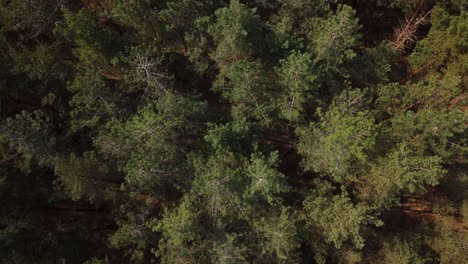 Bourne-Woods-in-Surrey-from-above