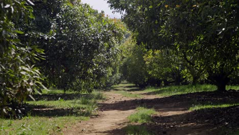 Statische-Aufnahme-Von-Avocadobäumen-In-Uruapan
