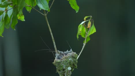 Drei-Junge-Schwarznacken-Monarchvögel-Waren-Noch-In-Ihrem-Nest,-Als-Ihr-Vater-Kam-Und-Futter-Brachte