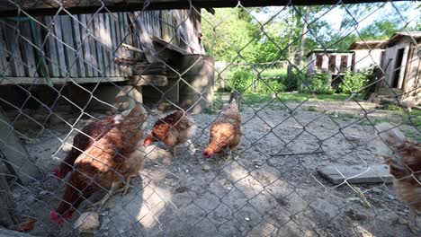 Muchas-Gallinas-Rojas-En-Un-Día-De-Verano-En-El-Pueblo.