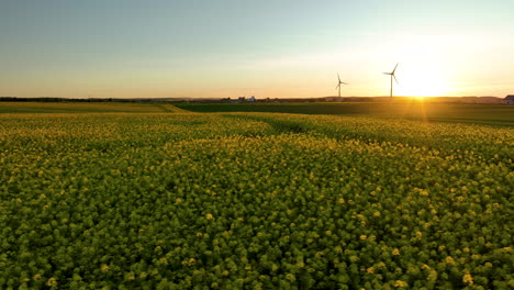 Aerial-view-over-a-rapeseed-field-with-wind-turbines-visible-in-the-distance,-the-sun-setting-on-the-horizon