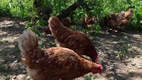 Many-red-chickens-on-a-summer-day-in-the-village