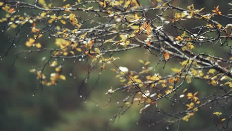 Birch-tree-branches-with-yellow-leaves-beaded-by-the-raindrops-after-the-rain