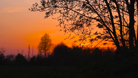 Calm-deep-yellow-sunset-sky-with-tree-branch-silhouette-flutter-in-wind,-Latvia
