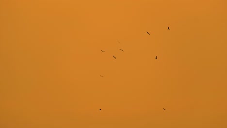 Silhouetted-birds-of-prey-soaring-in-a-warm-orange-dusk-sky,-minimalistic-and-serene,-wide-shot