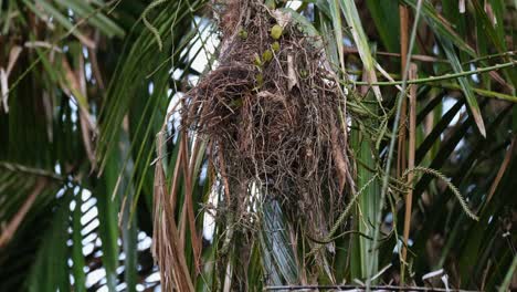 Un-Nido-Con-Un-Individuo-Dentro-Construyendo-Su-Nido-Mientras-Se-Mueve-Con-Algo-De-Viento-En-El-Bosque,-Pico-Ancho-De-Cola-Larga-Psarisomus-Dalhousiae