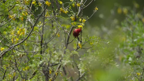 A-vibrant-red-Apapane-bird-perches-on-a-branch-among-lush-greenery-and-yellow-blossoms