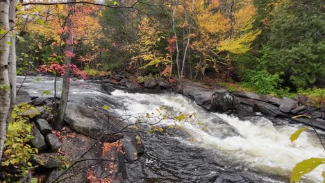 Strong-river-in-autumn-fall-forest-in-Canada,-with-orange-and-yellow-leaves-on-the-trees