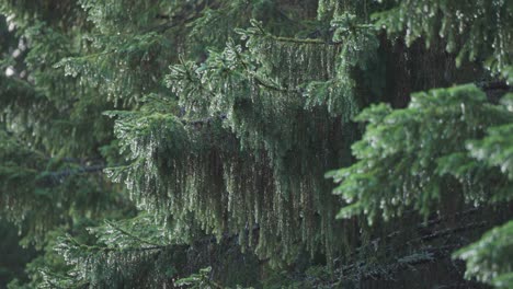 Las-Gotas-De-Lluvia-Cubren-Las-Suaves-Agujas-De-Las-Ramas-De-Los-Pinos