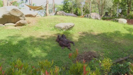 An-orangutan-relaxes-leisurely-on-a-grassy-hill-in-a-naturalistic-enclosure-in-Bali-Zoo,-surrounded-by-rocks-and-greenery