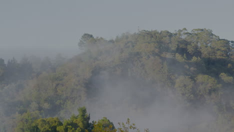 Vapor-Geotérmico-A-La-Deriva-Sobre-Un-Bosque-En-Rotorua,-Nueva-Zelanda