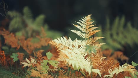 Delicate-withered-fern-leaves-on-the-blurry-background