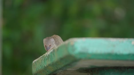 A-curious-mongoose-peeks-over-the-edge-of-a-turquoise-surface-in-a-lush,-green-environment
