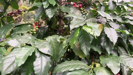 Kaffeepflanze-Mit-Roten-Und-Grünen-Kaffeebohnen