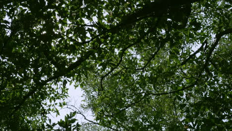 Rayos-De-Sol-Atravesando-El-Espeso-Follaje-De-Un-Bosque-De-Manglares-Ubicado-En-Una-Zona-Costera-En-Un-País-Del-Sudeste-Asiático