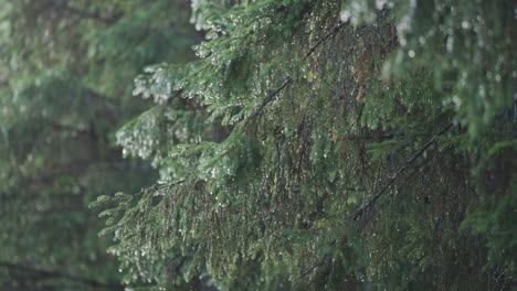 Pine-tree-branches-are-beaded-with-raindrops-after-the-rain