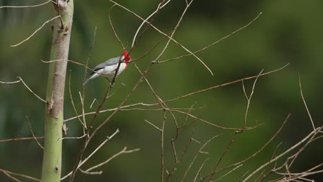 A-red-crested-cardinal-perched-on-a-thin-branch-against-a-lush-green-background